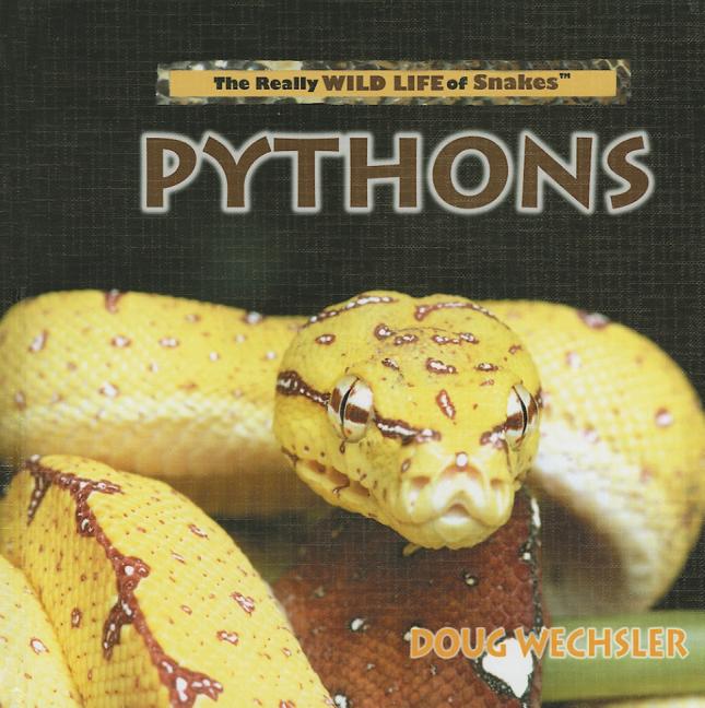 Pythons - Ingram