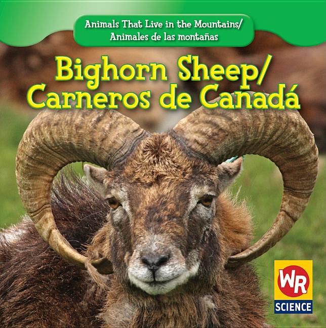 Bighorn Sheep / Carnero de Canadá - Ingram
