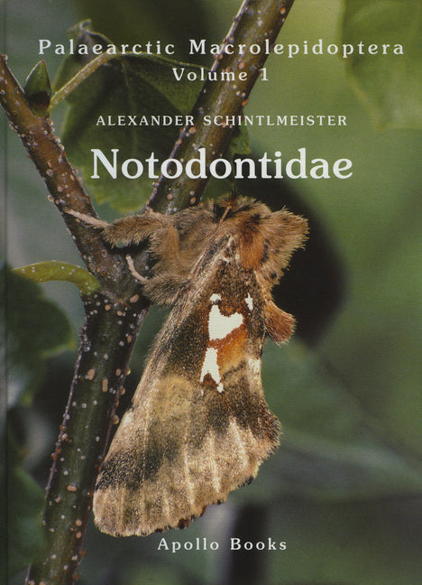 Notodontidae - Ingram