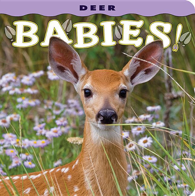 Deer Babies! - stevensbooks