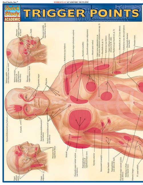 Trigger Points: Quickstudy Laminated Reference Guide (Quickstudy Academic) - Ingram
