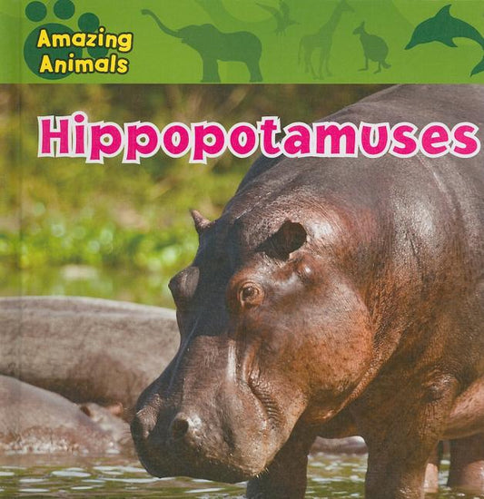 Hippopotamuses - Ingram