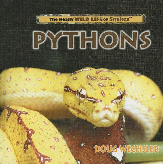 Pythons - Ingram