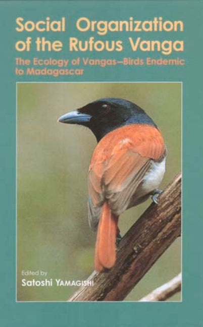 Social Organization of the Rufous Vanga: The Ecology of Vangas--Birds Endemic to Madagascar - Ingram