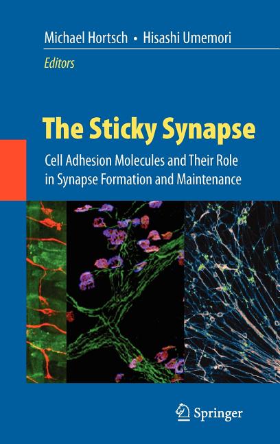 Sticky Synapse: Cell Adhesion Molecules and Their Role in Synapse Formation and Maintenance (2009) - Ingram