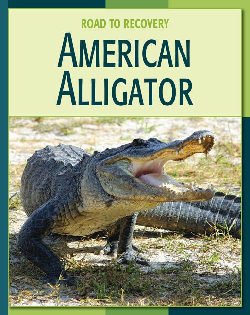 American Alligator - Ingram