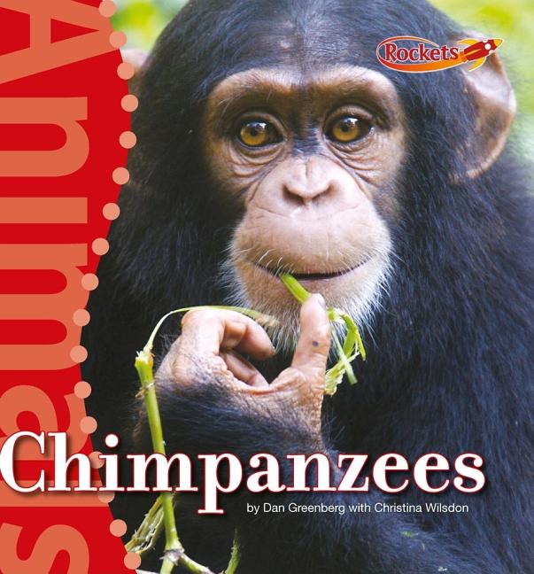 Chimpanzees - Ingram