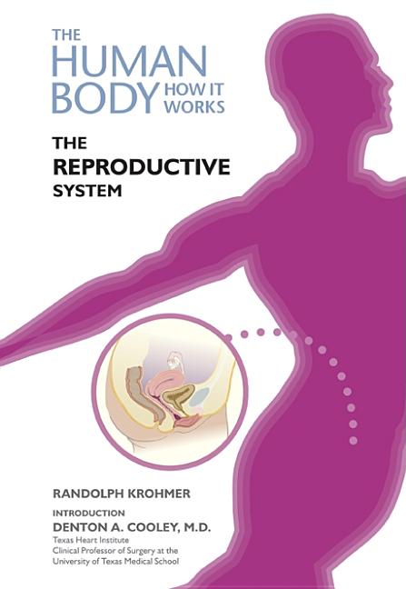 Reproductive System - Ingram