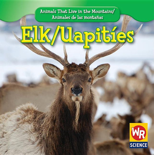 Elk / Uapitíes - Ingram